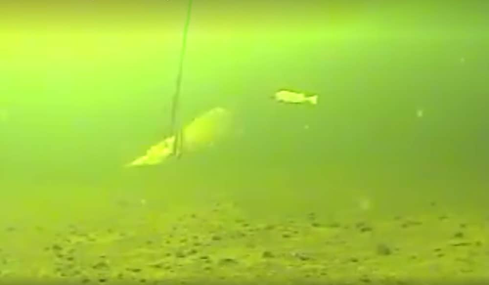 Amazing Underwater Video Spearing Northern Pike OutdoorHub