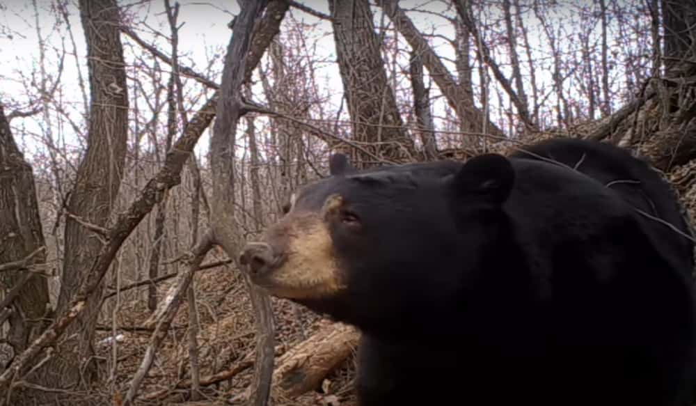 are black bears nocturnal are black bears nocturnal