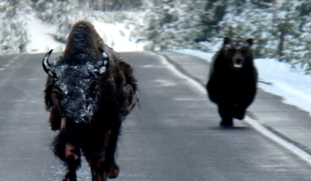 Video Wild Photos Show Grizzly Bear Chasing Injured Bison in