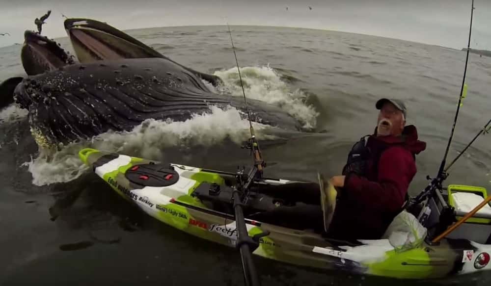 Video Kayaker Nearly Gets Swallowed by Humpback Whale OutdoorHub
