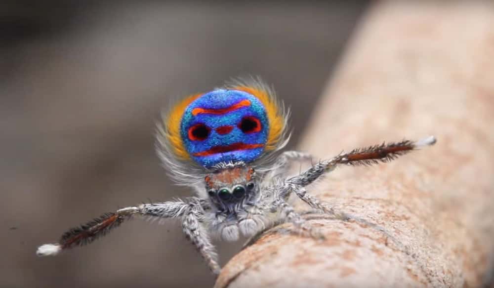 Video Check Out The Dance Moves Of The Amazing Peacock Spider Outdoorhub