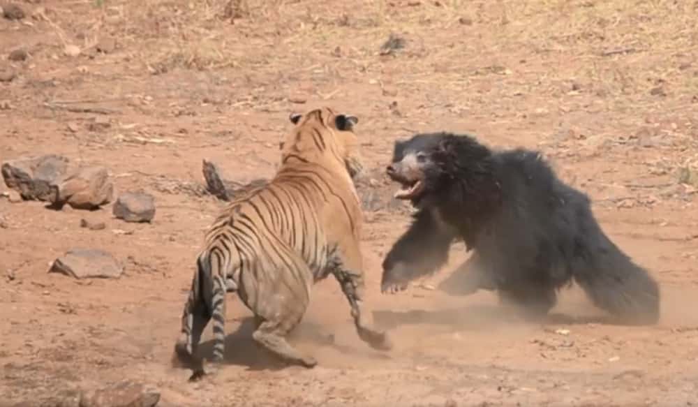 Video: Sloth Bear Exchanges Blows with Ferocious Tiger in an Epic