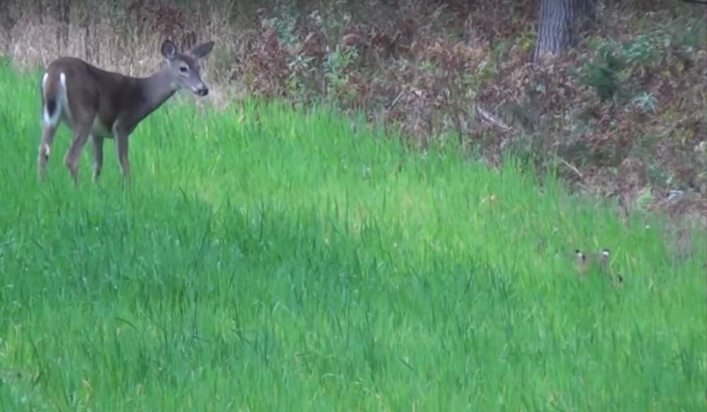 Video Intense Scene of a Bobcat Stalking a Deer OutdoorHub