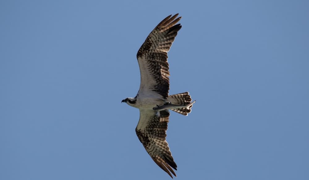 Photo Of Osprey Carrying Shark, Carrying Fish Displays Food Chain In