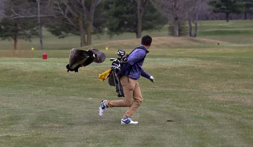 Goose attacks MI high school golfer during play