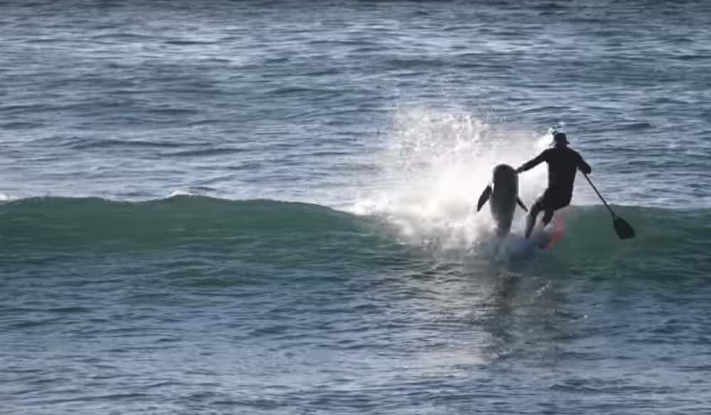 Video Paddle Boarder Gets Body Slammed by Surfing Dolphin OutdoorHub
