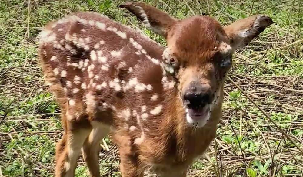Video Here's How the 'Tick Explosion' Has Impacted Whitetail Deer