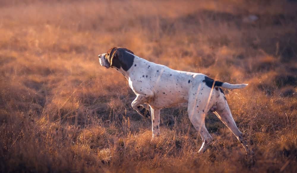 Should Your Hunting Dog Wear a Kevlar Dog Vest? OutdoorHub