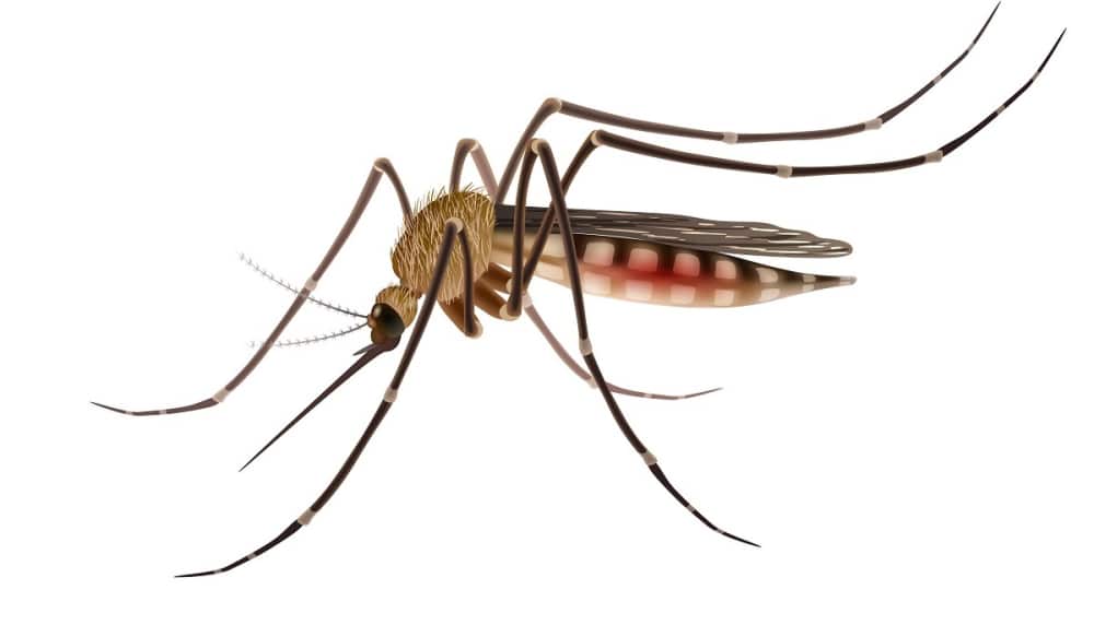 Hurricane Florence Brings on 'Large, Aggressive Mosquito ...