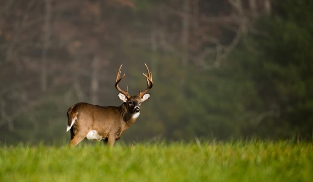 The 3 Best Buck Grunt Calls For Your Next Deer Hunting Trip OutdoorHub