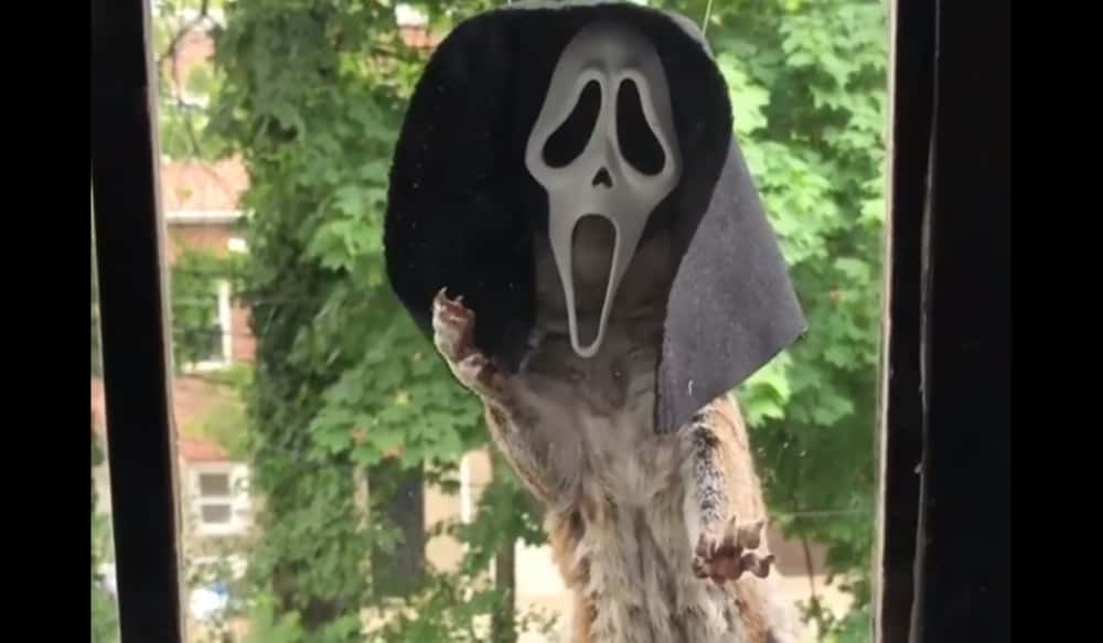 Video This Squirrel Wearing a Scream Mask is the Funniest Halloween