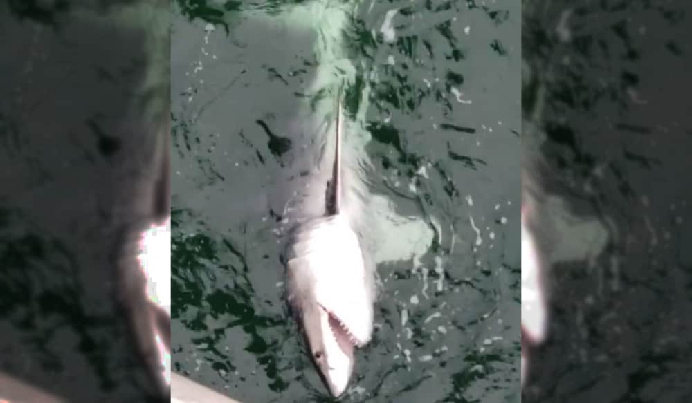 Video Here's The '10Foot, 700Pound Shark' Caught Off Navarre Beach
