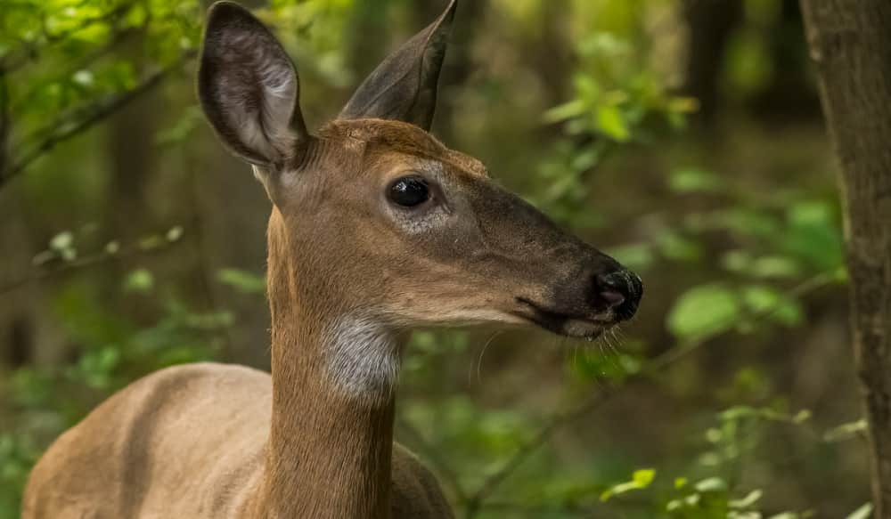 Legislators to Vote on Lifting Michigan Deer Baiting Ban for Next