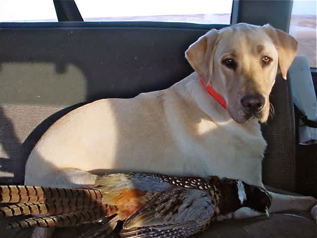 How To Train a Pheasant Dog