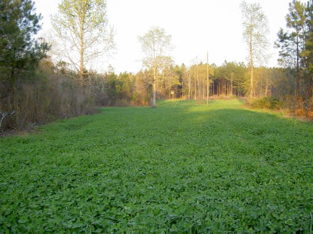 How To Design the Perfect Food Plot