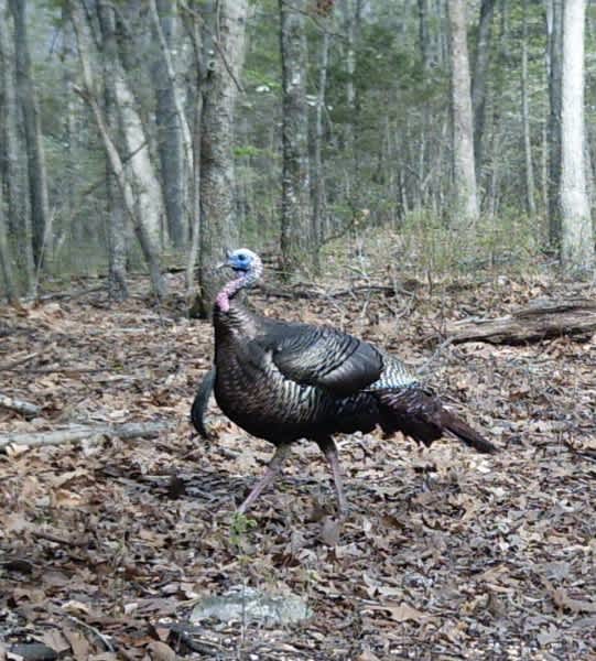 How To Turkey Hunt More Successfully