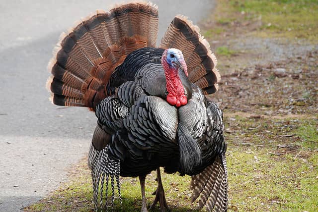 Thinking Like A Turkey