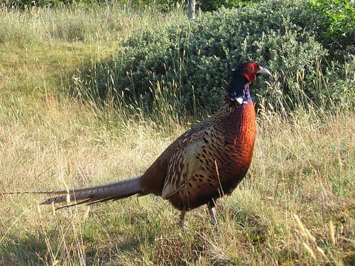 Hunting Pheasant Without a Dog