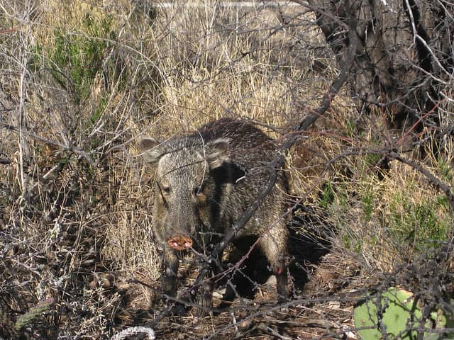 Javelina: a Cheap, Winter Alternative to Wild Boar Hunting Out West