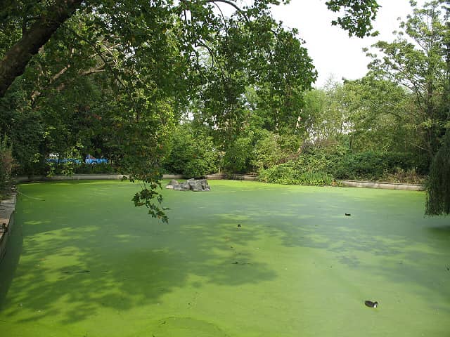 Ohio Researchers Find Harmful Algae Earlier in Year