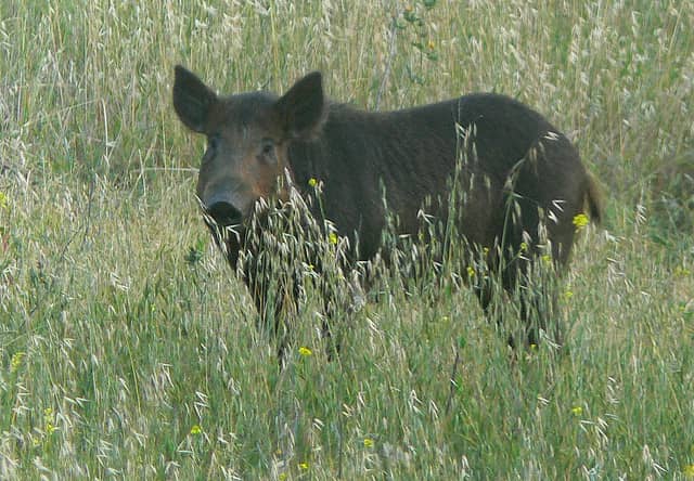 DFG to Offer a One-day Wild Pig Hunting Clinic in July