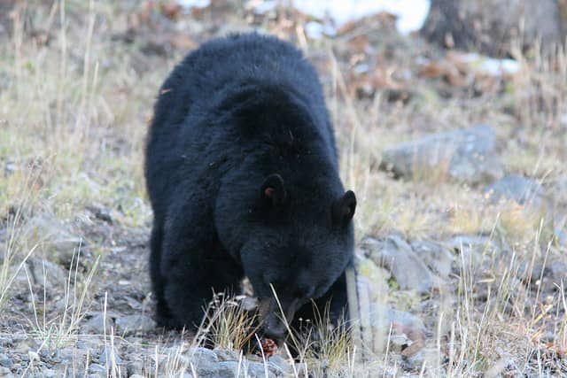 Bear Activity on the Increase in Alabama