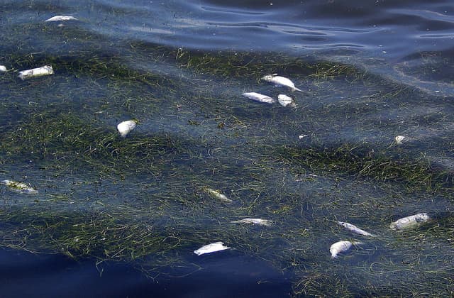 Summertime Fish Kills Affecting DFW Area Lakes