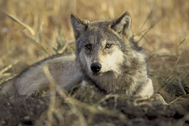 Washington Confirms Fourth State Wolf Pack