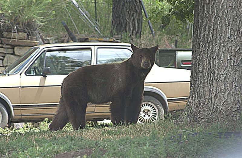 Dry Weather Drives Bears Closer to People