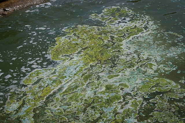 Blue-Green Algae Detected in Nine Kansas Lakes