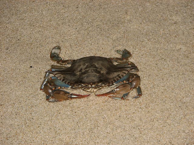 Department of Environmental Protection: Even Healthy Looking Crabs Still Pose Health Risk