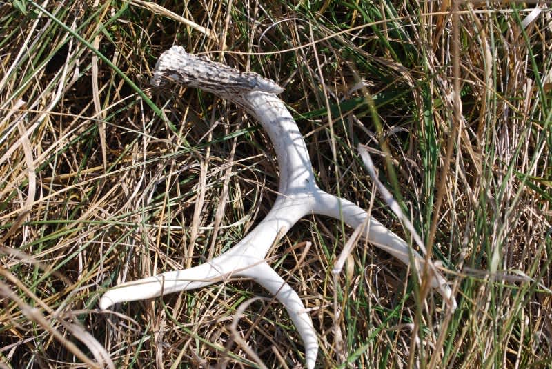 Try Shed Hunting for Early Spring Fun