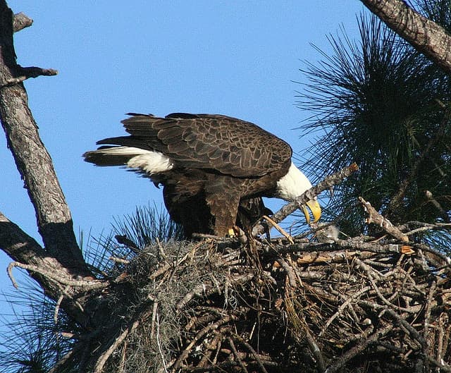 Eaglets Provide Rare Sight at Swan Island Wildlife Management Area