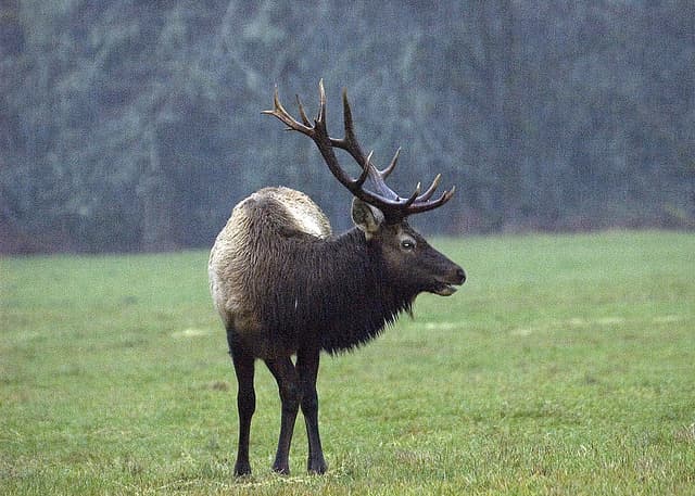 Apply to Hunt Deer and Elk at C2 Ranch Near Medford, Oregon
