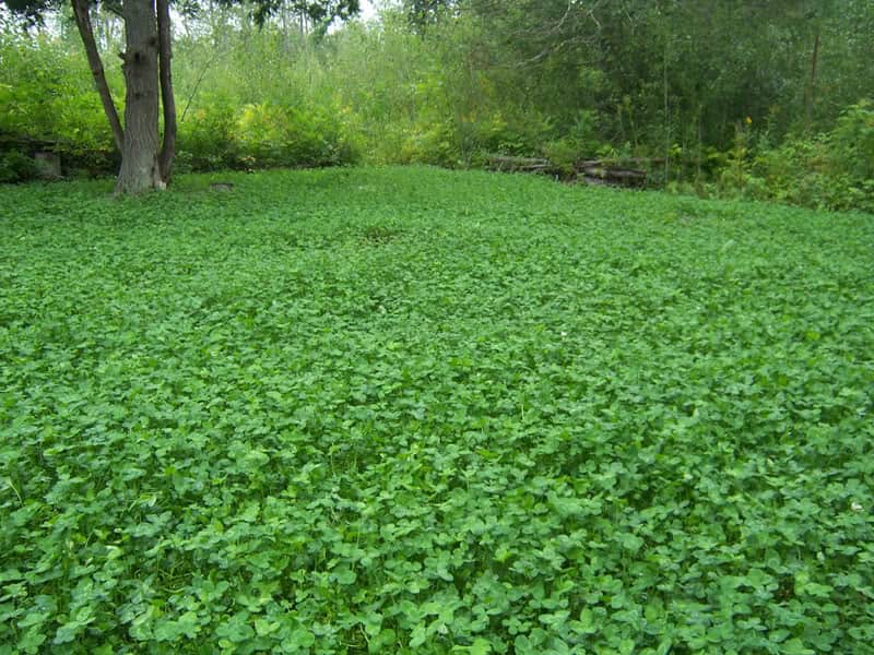 Whitetail Weekly: Great Expectations