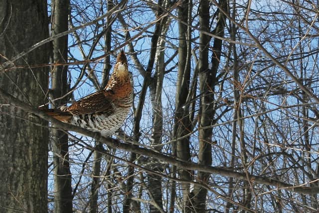 Free Workshop on Ruffed Grouse Hunting in New Hampshire