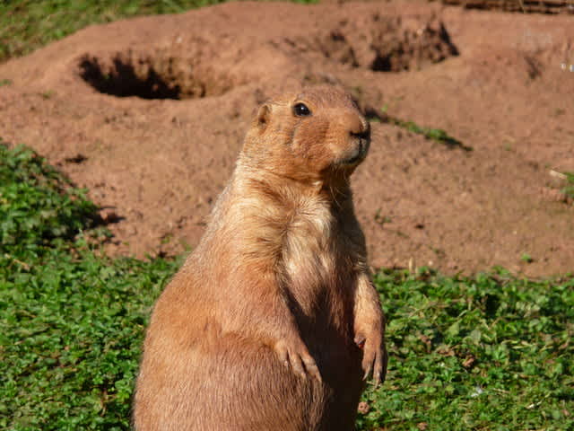 Hundreds More Prairie Dogs Moved to Safety at Thunder Basin