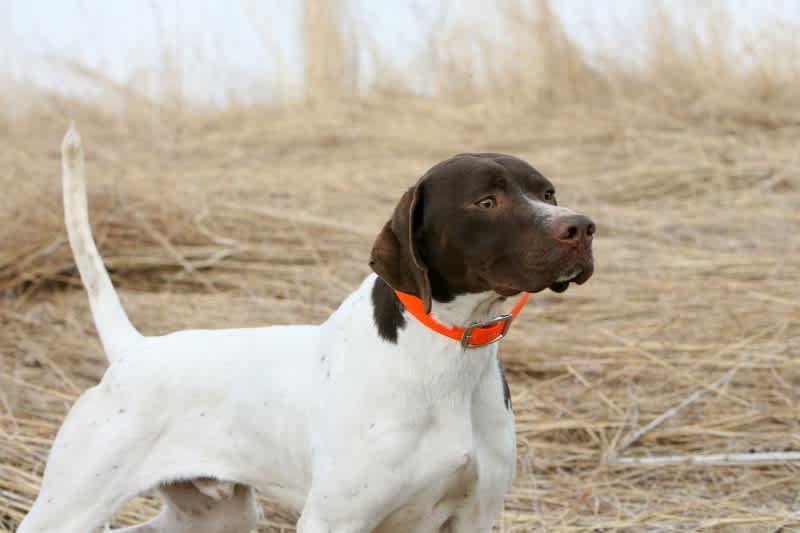 Nutritional Advances Can Keep the Older Hunting Dog Afield Longer