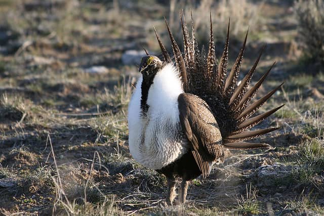 Sage-Grouse Core Area Maps for Oregon Now Available