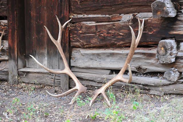 Shed Hunting in the Gila National Forest of New Mexico