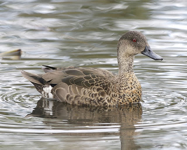 Texas Early Migratory Seasons Set for Dove, Teal and Canada Geese