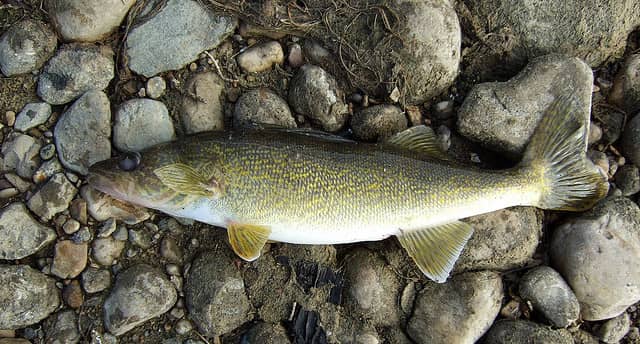 DNR and Tribes Team up to Stock Walleyes in the Upper Peninsula