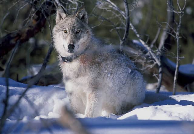 Washington’s Fifth Wolf Pack Confirmed in Stevens County