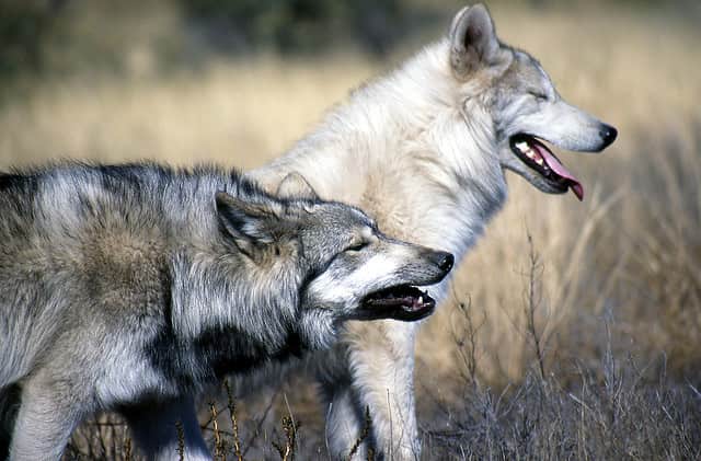 New Mexico Trapping Ban Overturned