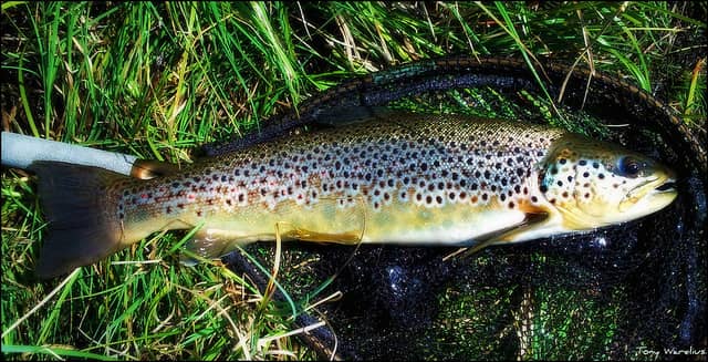 Trout Unlimited Opposes House of Representative Appropriations Bill