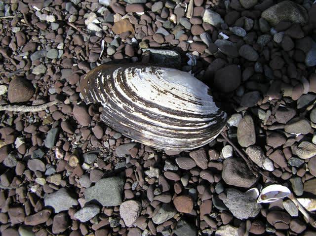 Invasive Mussels Persist in Colorado’s Pueblo Reservoir