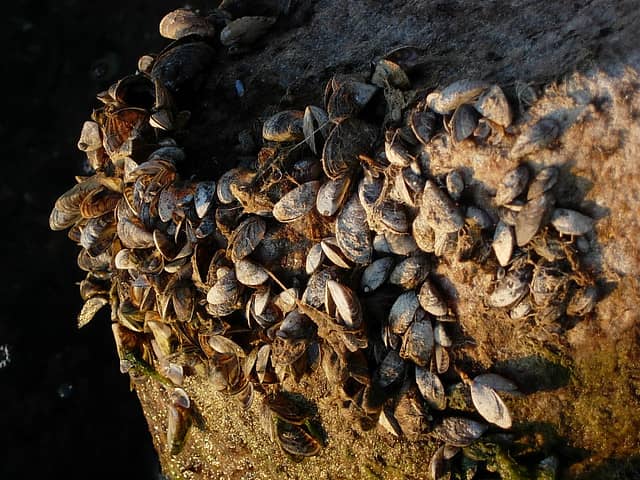 North Texans Urged to be on the Lookout for Exotic and Invasive Mussels
