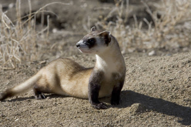 Black-Footed Ferrets are Repopulating After Having Thought to be Extinct