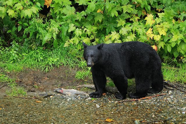 Minor Injuries to New Jersey Campers After Black Bear Encounter