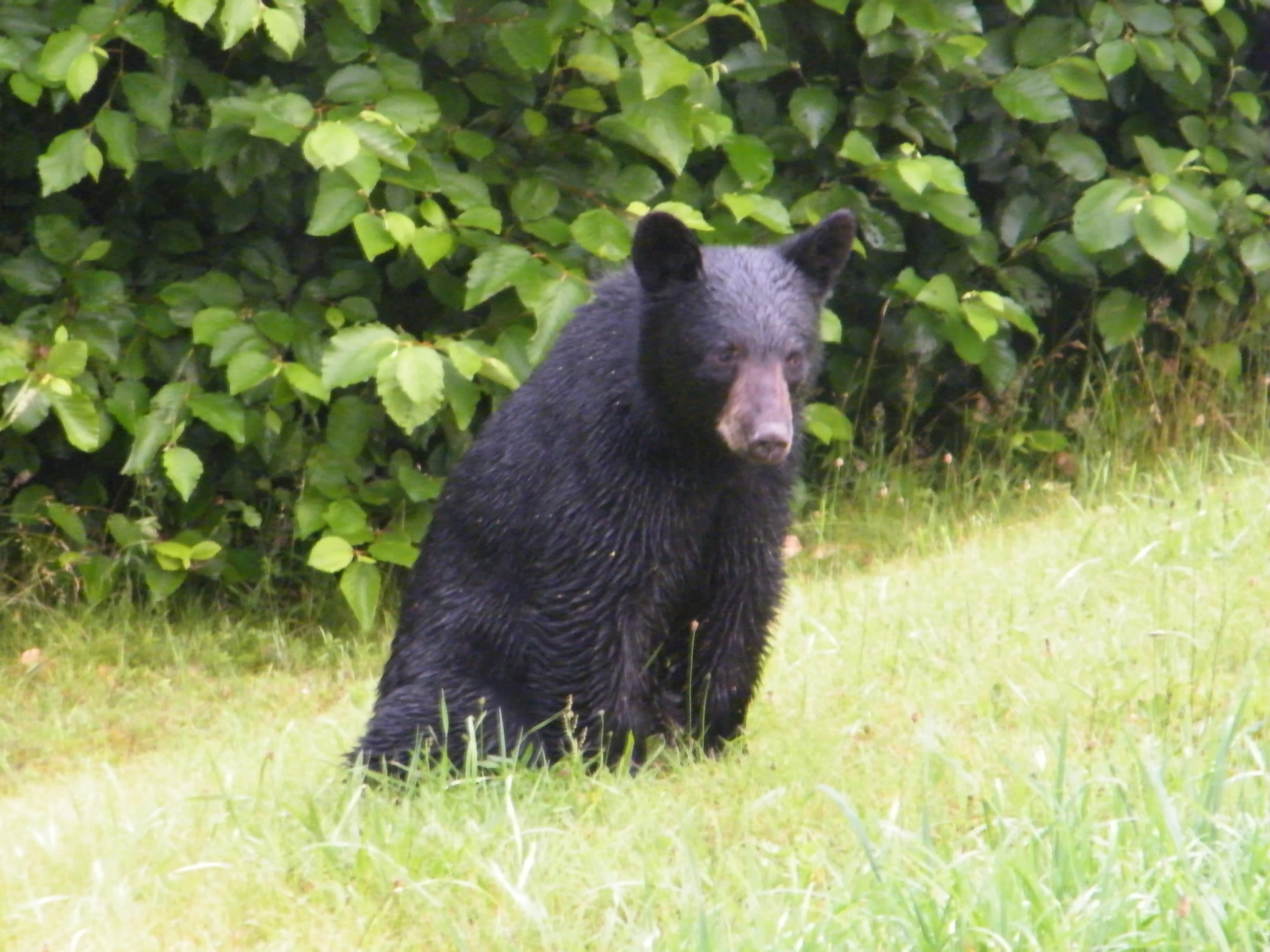 Black Bear Hunters Can Test Identification Skills Online